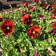 Red pansy