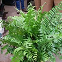 Fern