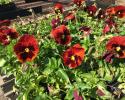 Red pansy
