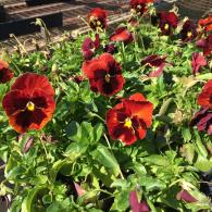 Red pansy