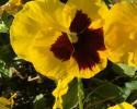 Yellow pansy