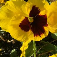 Yellow pansy