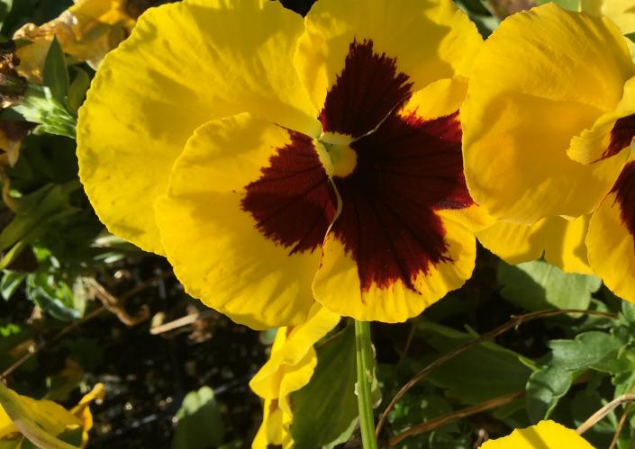 Yellow pansy