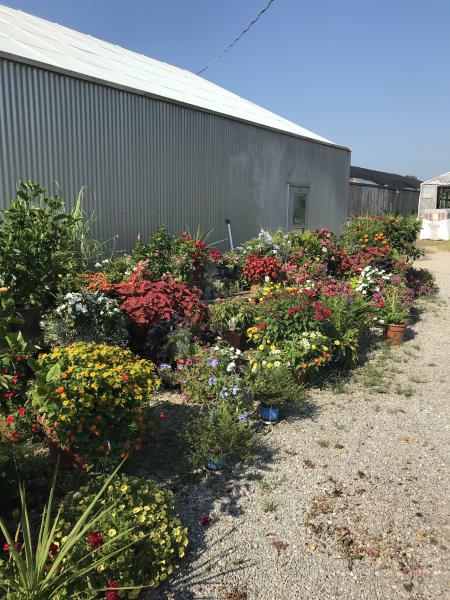 Roger's Greenhouse