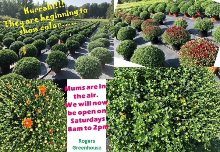 Beautiful Green & Blooming Plants | Rogers' Greenhouse in Paragould, AR